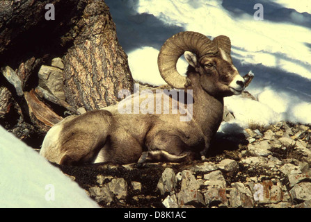 Rocky Mountain Bighorn Schafe ram männliche Bock Tier. Stockfoto