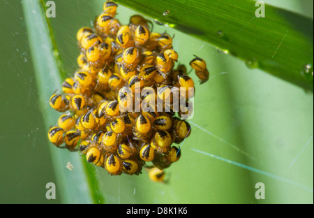 Spinnen Sie einfach aus ihren Eiern geschlüpft und kriechen alle über ein web Stockfoto