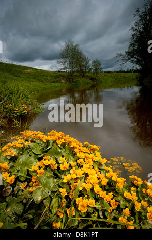 Gelbe Blumen, Sumpfdotterblume Caltha palustris, am Flußufer der Hobølelva in Østfold, Norwegen. Stockfoto