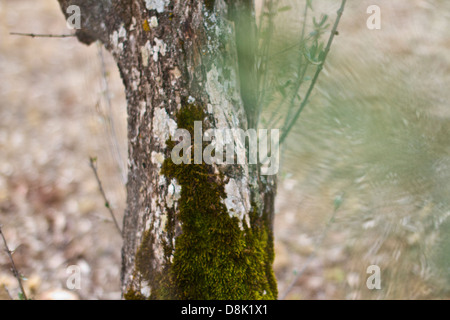 Ein Olivenbaum Stamm voller Moos. Alentejo, Portugal. Stockfoto