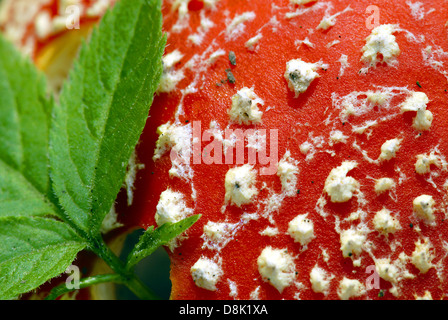 Amanita muscaria Stockfoto