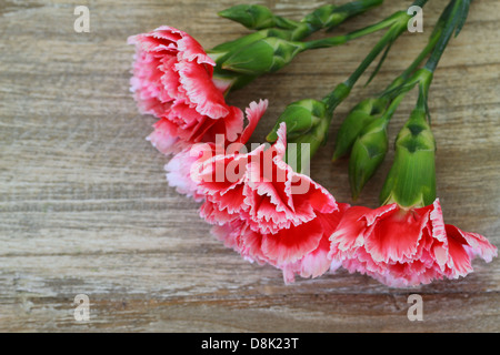 Roten und weißen Nelken auf hölzernen Hintergrund mit Textfreiraum Stockfoto