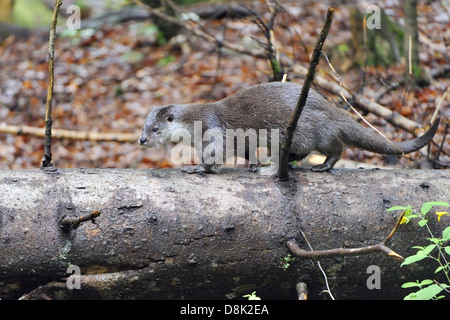 Europäische Otter Stockfoto