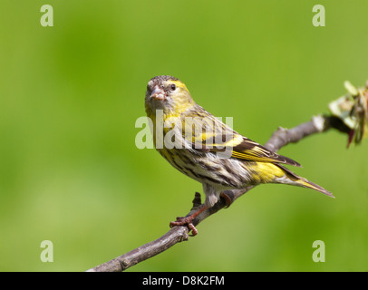 Erlenzeisig Vogel, sitzend auf einem Ast mit unscharfen Hintergrund Stockfoto