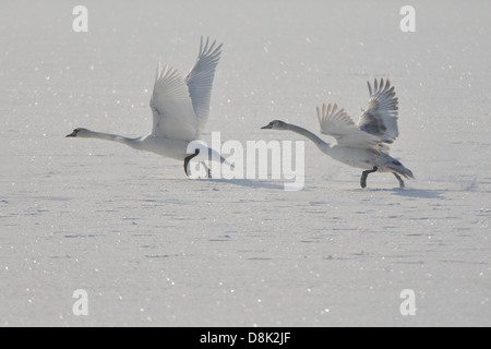 Höckerschwäne im Flug Stockfoto