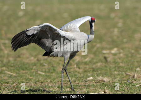 Kranich Stockfoto