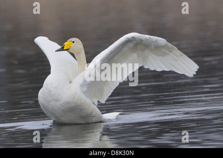 Singschwan Stockfoto