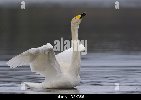 Singschwan Stockfoto