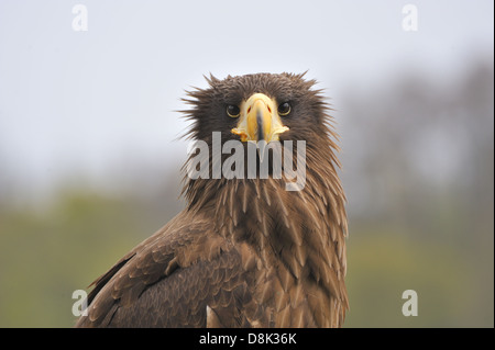 Steller der Seeadler Stockfoto