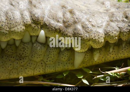 Amerikanisches Krokodil Crocodylus Acutus, Costa Rica Stockfoto