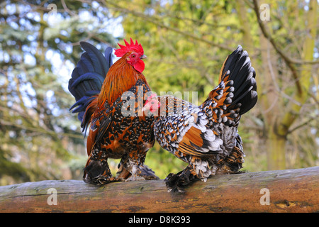 Zwerg-Huhn Stockfoto