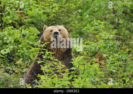 Europäische braune Bär Stockfoto