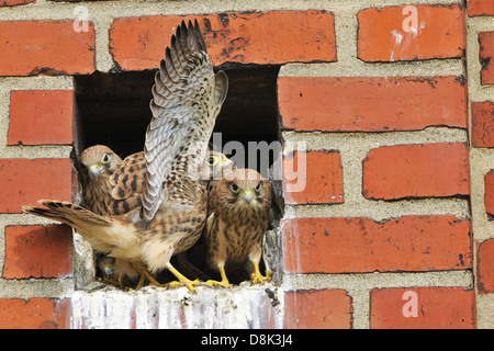 Turmfalken Stockfoto