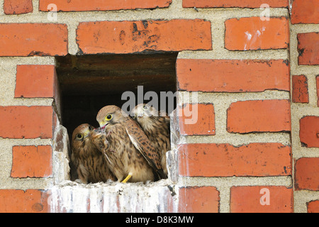 Turmfalken Stockfoto