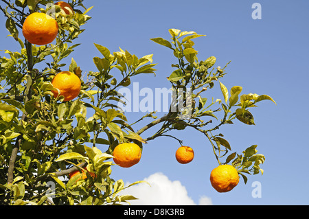 Orangen Stockfoto