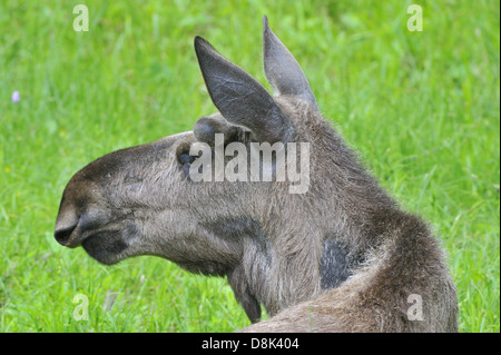 Elch Stockfoto