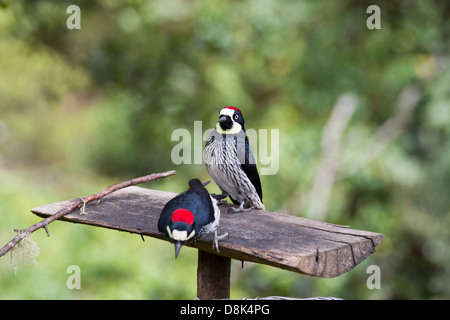 Eichel Specht, Melanerpes Formicivorus, San Gerardo de Dota, Parque Nacional Los Quetzales, Costa Rica Stockfoto