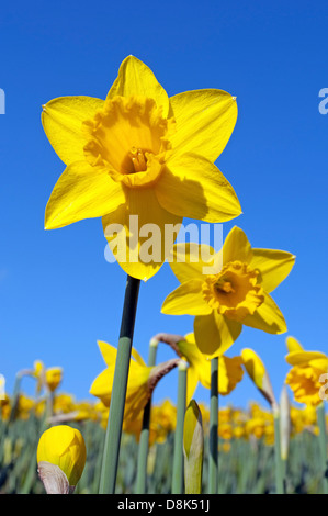 Narzissen Felder in Cornwall, Großbritannien Stockfoto