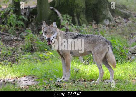 Europäischer Grauwolf Stockfoto