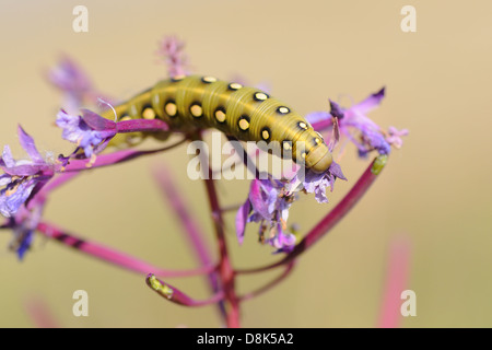 Stark Gallii Stockfoto