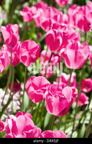 Pink tulip flower close up Stockfoto