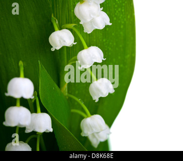 Lilie der Senke mit Wasser Tropfen isolierten auf weißen Hintergrund. Convallariaarten majalis Stockfoto