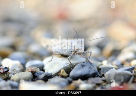 Oedipoda caerulescens Stockfoto