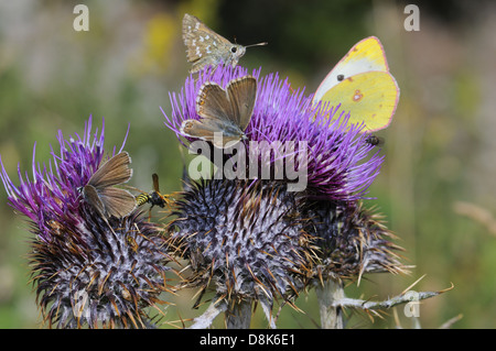 Schmetterlinge Stockfoto