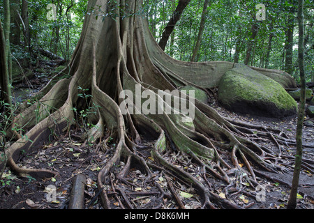 Untermauern Sie, Wurzeln, Feigenbaum, Rincon De La Vieja Nationalpark, Costa Rica Stockfoto