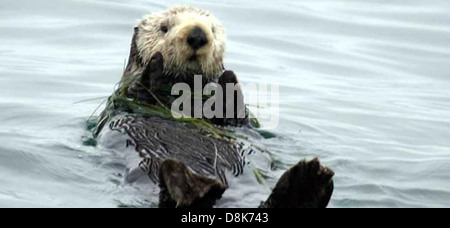 Ein Südseeotter (Enhydra lutris nereis) schwimmt auf seinem Rücken im Ozean und hält mit seinen Pfoten an einem Seetang fest. Der Otter ist bekannt für sein verspieltes Verhalten und sein dickes Fell, das ihm hilft, in kaltem Wasser warm zu bleiben. Dieses Foto fängt die entspannte und liebenswerte Natur des Ottern in seinem natürlichen Lebensraum ein. Stockfoto