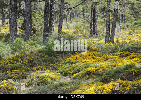 Gelb blühende Blumen Stockfoto