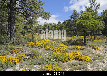 Gelb blühende Blumen Stockfoto