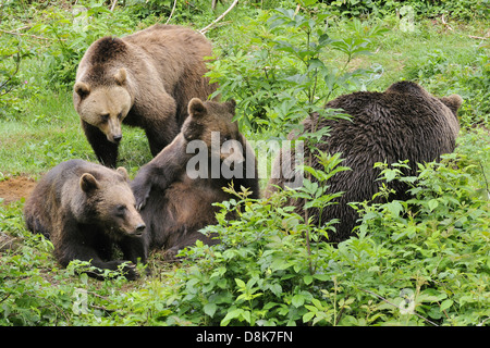 Europäische braune Bär Stockfoto