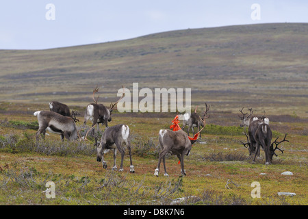 Rentierherde Stockfoto