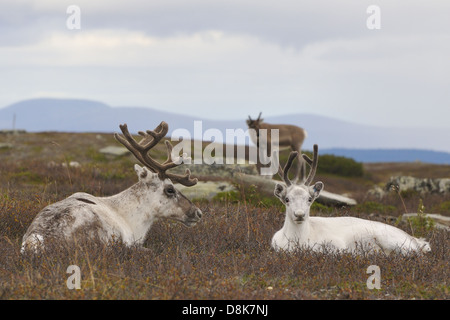 Rentierherde Stockfoto