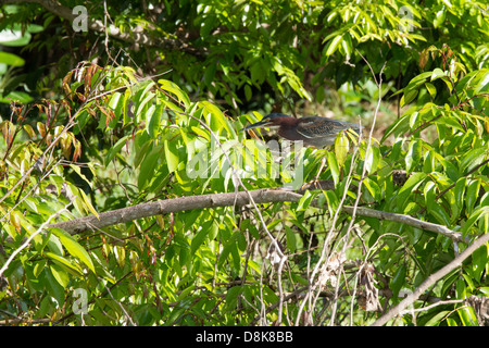 Erwachsene grün Reiher (Butorides Virescens), Kanu tour auf dem Rio Estrella, Cahuita Nationalpark, Costa Rica Stockfoto