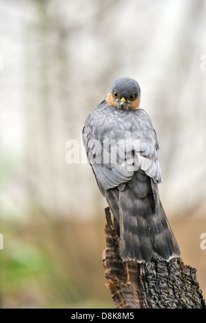 Eurasian Sparrowhawk Stockfoto