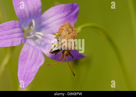 Coreus marginatus Stockfoto