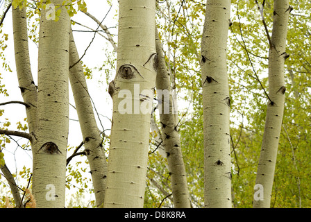 Populus alba Stockfoto