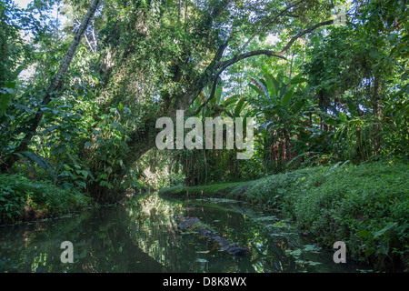 Kanutour auf dem Rio Estrella, Cahuita Nationalpark, Costa Rica Stockfoto