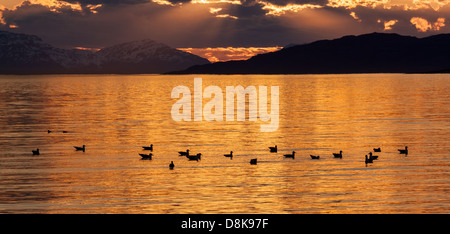 Möwen bei Sonnenuntergang in Nordnorwegen. Stockfoto