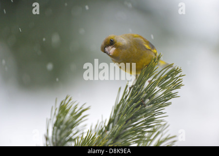 Europäischen Grünfink Stockfoto