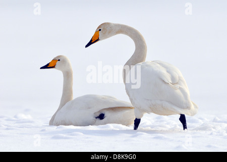 Singschwan Stockfoto