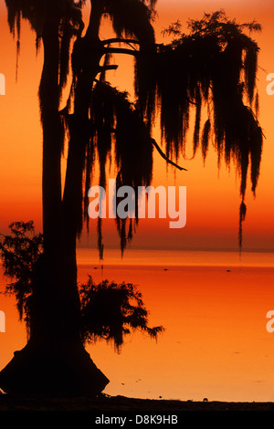 Elk283-4510v Louisiana, Cajun Country, Morgan City, See Palourde Sonnenaufgang durch Spanisch Moos Stockfoto