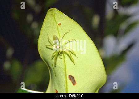 Eine Magnolia Grün springen Spinne sitzt auf einem grünen Blatt. Stockfoto