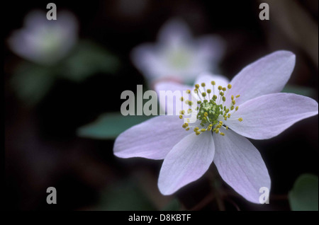 Die weißen Blütenblätter einer Rue Anemone blühen zart. Diese Wildblume ist in Nordamerika beheimatet und findet sich typischerweise in feuchten Waldgebieten. Rue Anemonen sind bekannt für ihre zarten, farnartigen Blätter und kleinen weißen Blüten, die oft im frühen Frühjahr blühen. Stockfoto