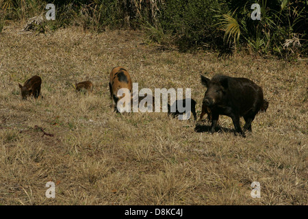 Eine Familie von Wildschweinen, bestehend aus einem Männchen, einem Weibchen und ihren jungen Ferkeln, nimmt in einem Wald oder Feld Futter. Wildschweine sind bekannt für ihre Anpassungsfähigkeit und können in verschiedenen Lebensräumen, einschließlich Wäldern, Feuchtgebieten und Grasland, gefunden werden. Das Bild gibt einen Einblick in die soziale Struktur und Familiendynamik dieser Tiere in ihrer natürlichen Umgebung. Stockfoto