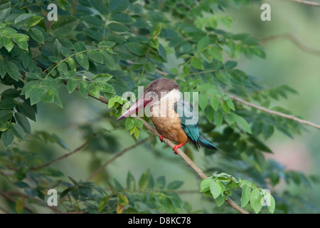 Der Storch abgerechneten Kingfisher in der Monsunregen im Bundesstaat Goa, eines der größten Eisvögel Vogel in Indien im Landesinneren gefunden wird Stockfoto