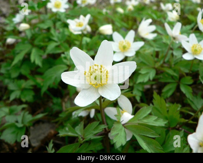 Die Holzanemone (Anemone nemorosa) blüht in einer Waldumgebung, deren weiße Blüten sich vom grünen Laub abheben. Diese Wildblume kommt häufig im Frühling vor. Stockfoto
