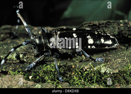 Asiatische Longhorn Beetle Anoplophora Glabripennis invasive Arten. Stockfoto